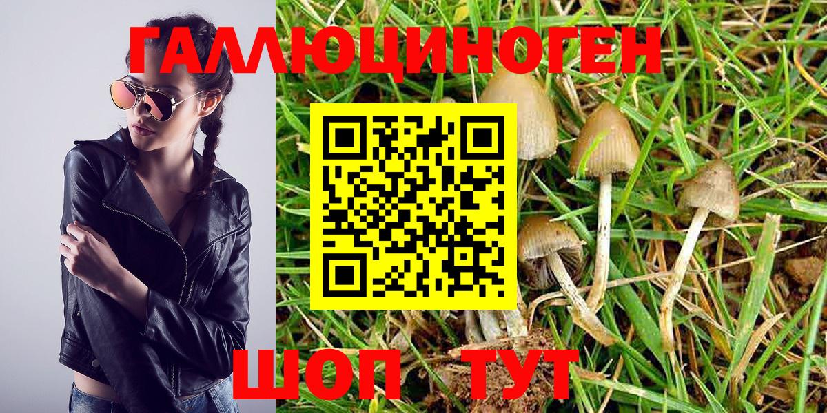 Псилоцибиновые грибы GOLDEN TEACHER Норильск